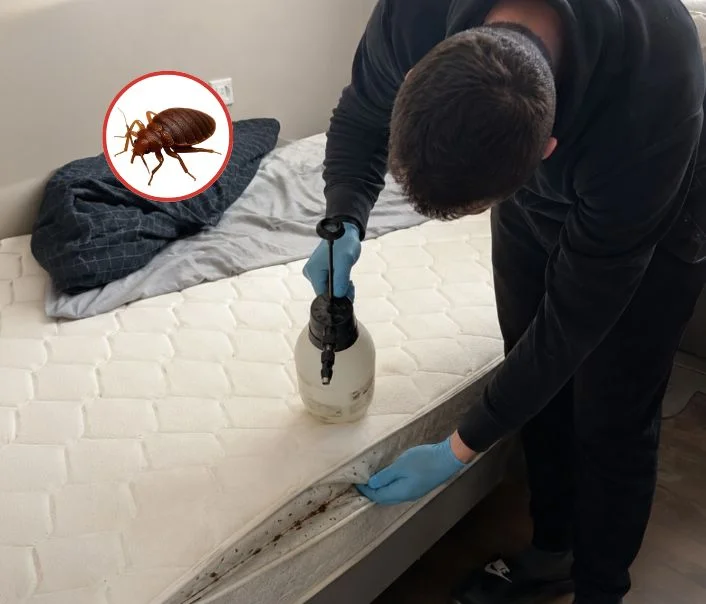 Technicien traitant un matelas contre les punaises de lit à Suresnes